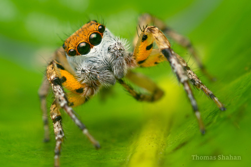 Tarkas maculatipes