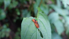 Eterusia aedea formosana