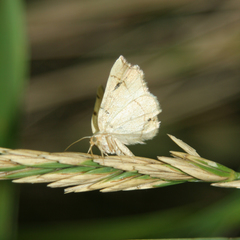 Eilicrinia trinotata