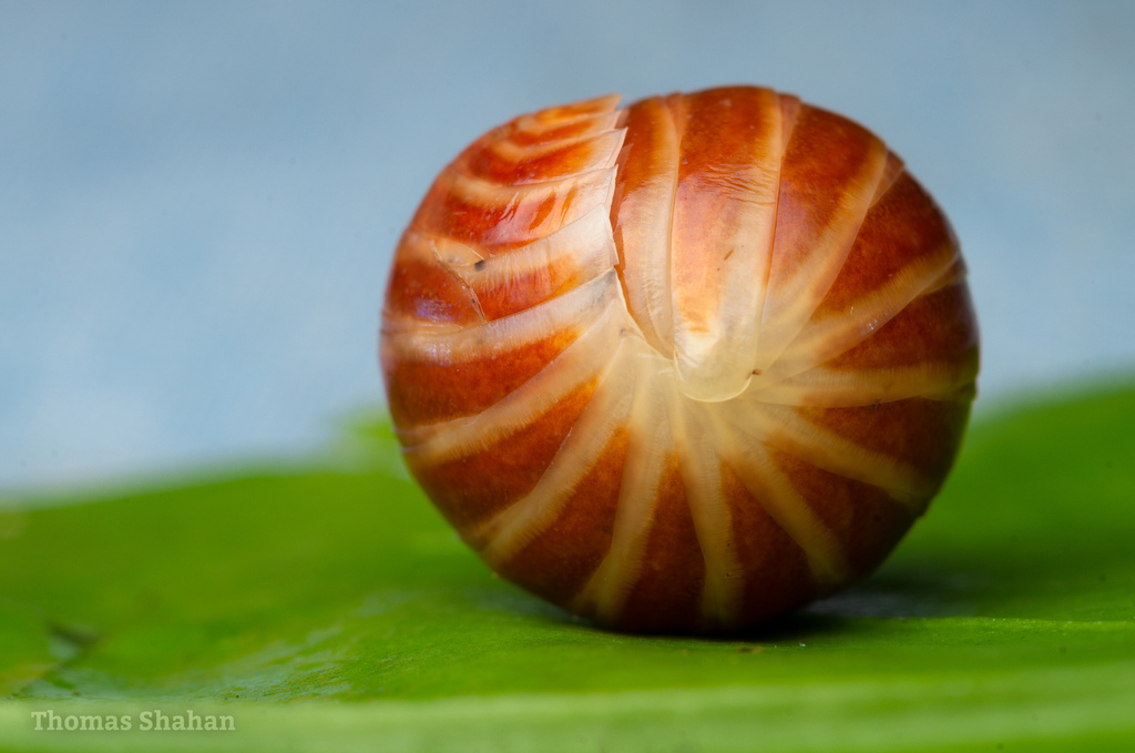 Sphaeriodesmoidea