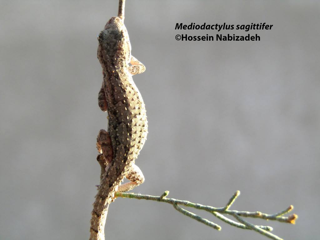 Jaz Murian Bent-Toed Gecko