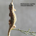 Mediodactylus sagittifer - Photo (c) hossein_nabizadeh, algunos derechos reservados (CC BY-NC)
