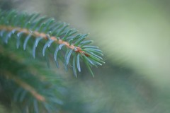 Picea omorika