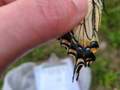 Papilio canadensis × glaucus
