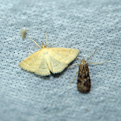 Psammotis pulveralis