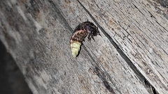 Lampyris fuscata