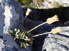 Oldenburgia intermedia