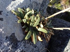 Oldenburgia intermedia