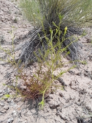 Cordylanthus wrightii