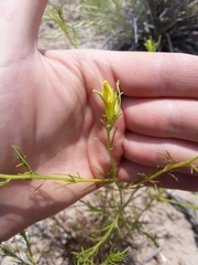 Cordylanthus wrightii