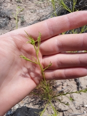 Cordylanthus wrightii