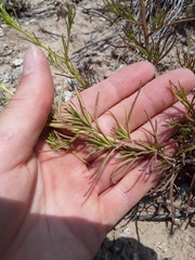 Cordylanthus wrightii