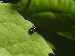 Brachiacantha decempustulata