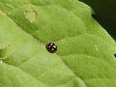 Brachiacantha decempustulata