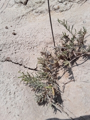 Astragalus ceramicus