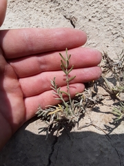 Astragalus ceramicus