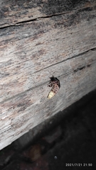Lampyris fuscata