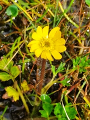 Ranunculus praemorsus