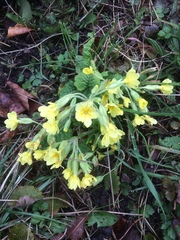 Primula