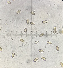 Pseudosperma friabile