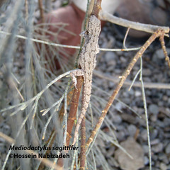 Mediodactylus sagittifer