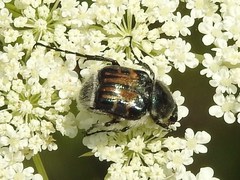 Trichiotinus affinis