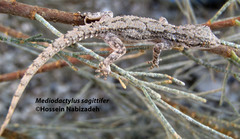 Mediodactylus sagittifer