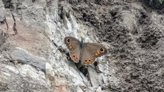 Lasiommata schakra