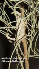 Mediodactylus sagittifer