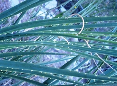 Dasylirion berlandieri