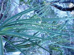 Dasylirion berlandieri