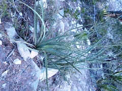 Dasylirion berlandieri