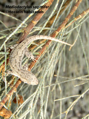 Mediodactylus sagittifer