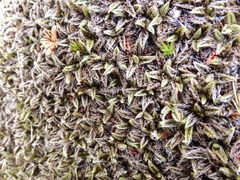 Anisotome imbricata imbricata