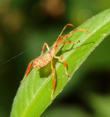 Acanthocephalini