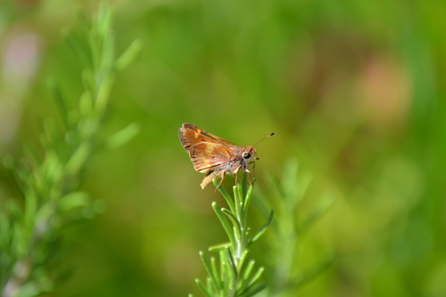 photo of Umber Skipper (Lon melane)