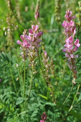 Onobrychis montana