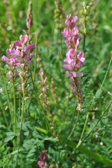 Onobrychis montana