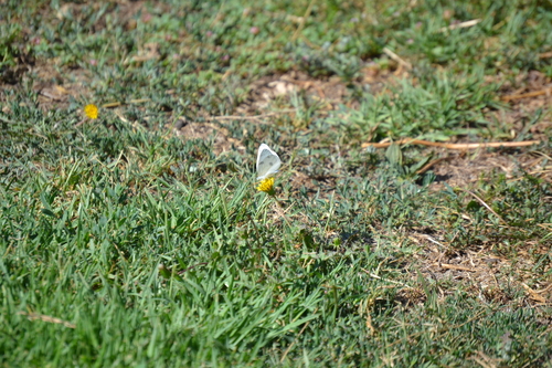 photo of Checkered White (Pontia protodice)