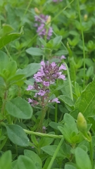 Thymus pulegioides