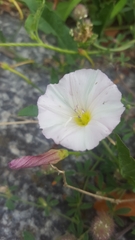 Convolvulus arvensis