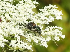 Trichiotinus affinis
