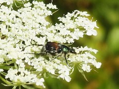 Trichiotinus affinis