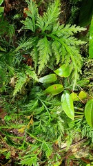 Selaginella delicatula