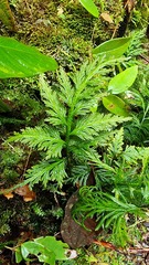 Selaginella delicatula