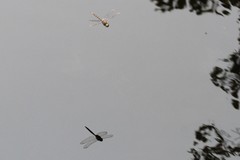 Somatochlora cingulata