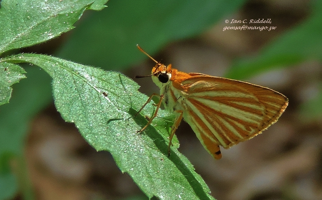 Arrowhead Orange