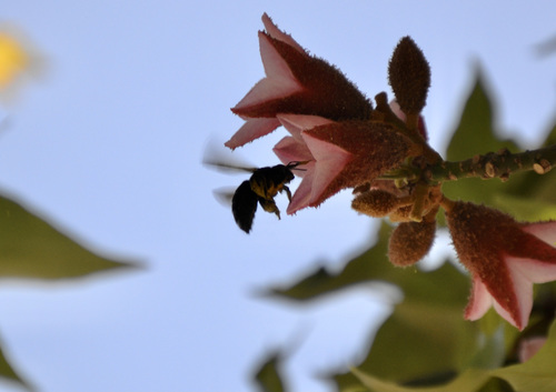 photo of Large Carpenter Bees (Xylocopa)