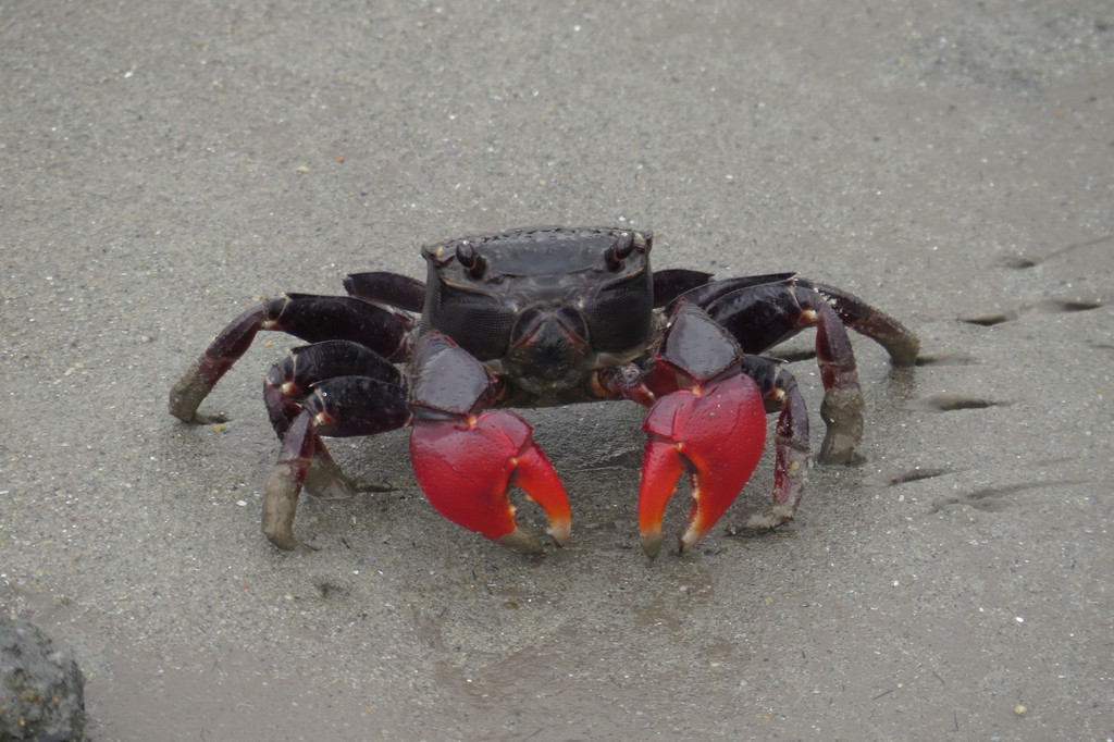 Scarlet Three-spined Mangrove Crab