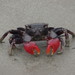 Scarlet Three-spined Mangrove Crab - Photo (c) coenobita, some rights reserved (CC BY), uploaded by coenobita